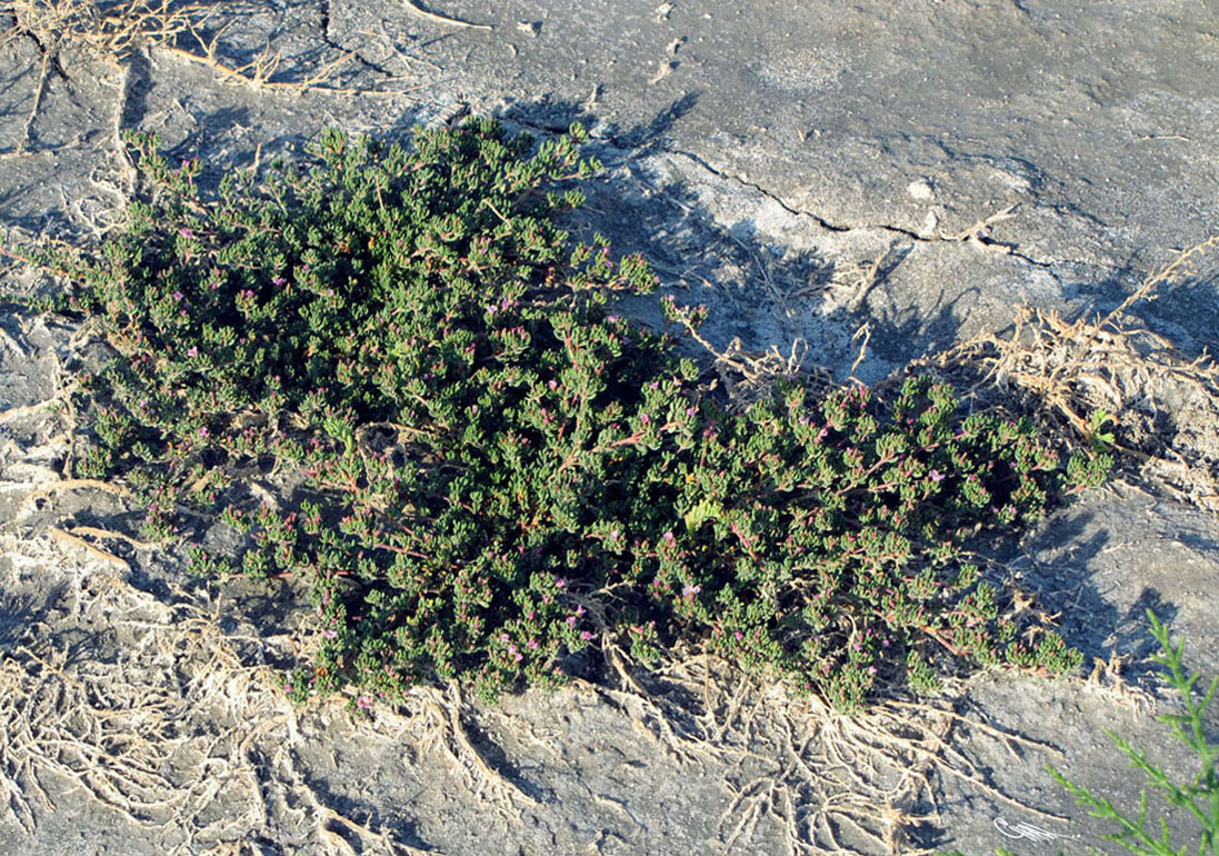 Image of Frankenia tuvinica specimen.