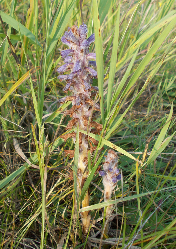 Image of Orobanche coerulescens specimen.