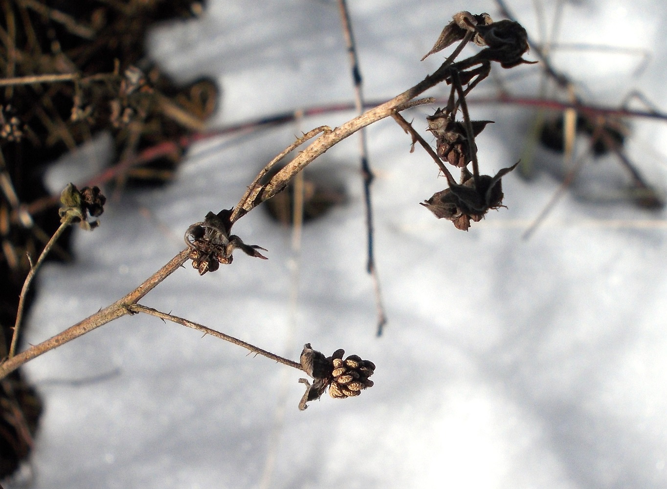 Изображение особи Rubus idaeus.