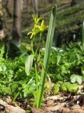 Gagea lutea. Цветущее растение. Краснодарский край, Новороссийский р-н, гора Рябкова, влажная поляна в дубово-грабовом лесу. 23.03.2014.