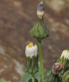 genus Sonchus
