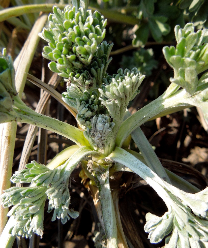 Image of Artemisia absinthium specimen.