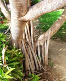 Pandanus utilis. Нижняя часть ствола с корнями-подпорками. Израиль, кибуц Эйн-Геди, ботанический сад. 19.03.2014.