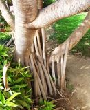 Pandanus utilis