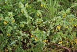 Cerinthe major