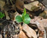 Fagus orientalis