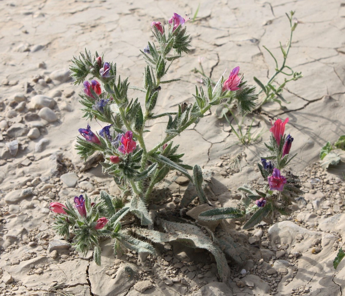 Image of Echium rauwolfii specimen.