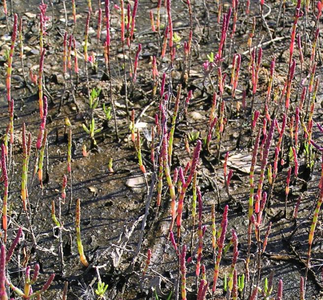 Изображение особи Salicornia perennans.