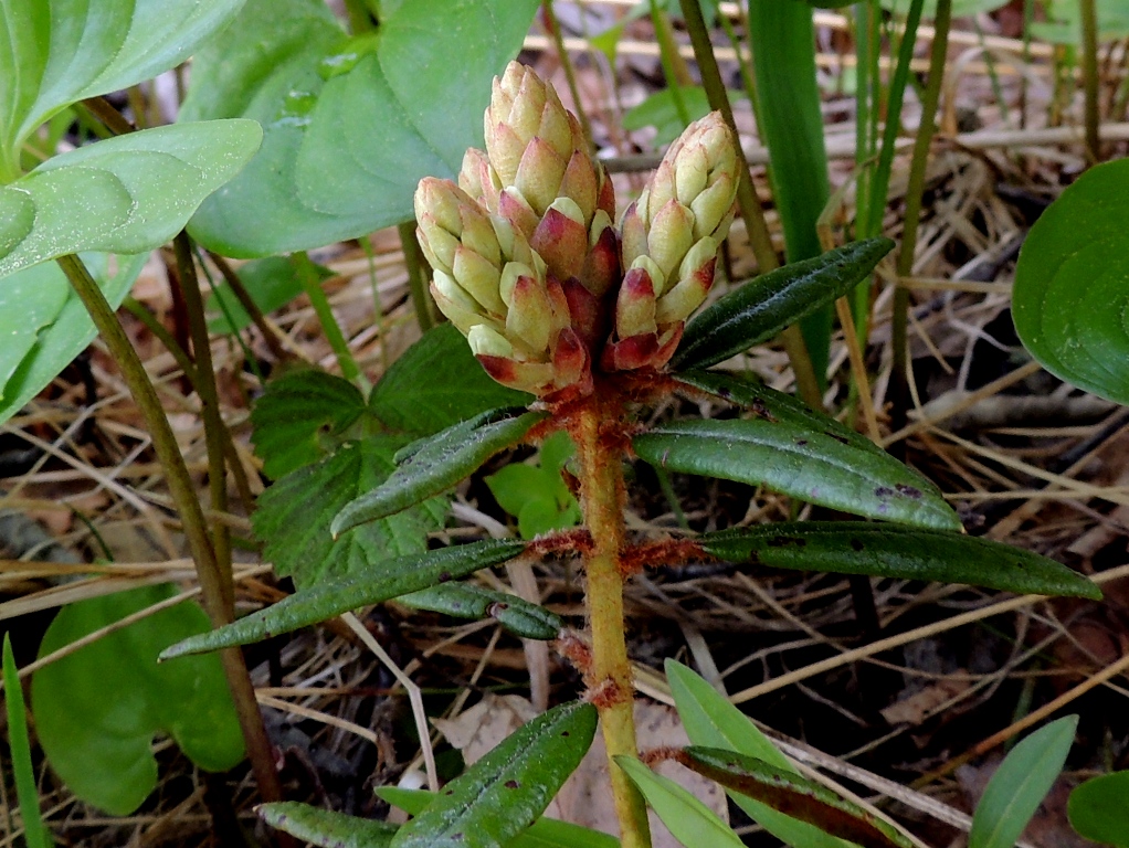 Изображение особи Ledum hypoleucum.