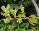 Cerasus kurilensis