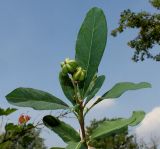 Exochorda racemosa