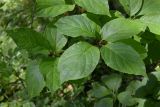 Hydrangea paniculata