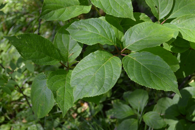 Image of Hydrangea paniculata specimen.