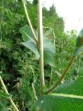 Lactuca serriola