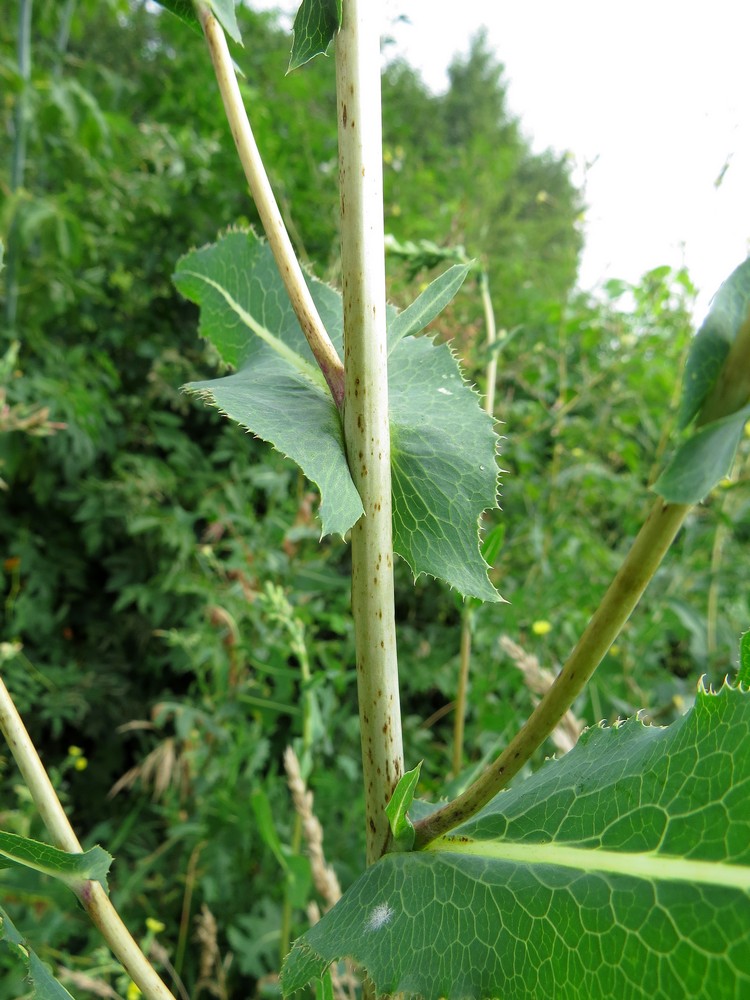 Изображение особи Lactuca serriola.