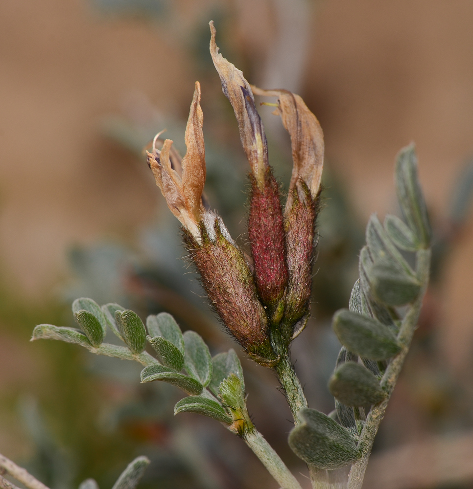 Изображение особи Astragalus amalecitanus.