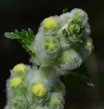 Phlomoides laciniata