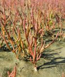 genus Salicornia