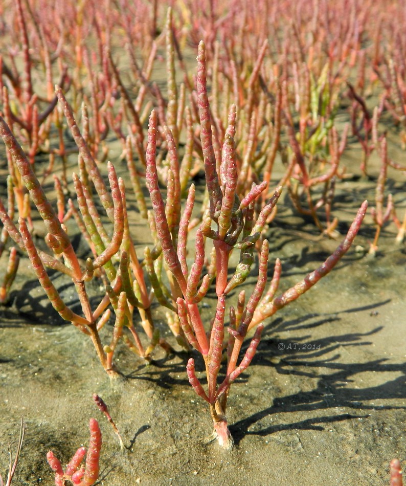 Изображение особи род Salicornia.