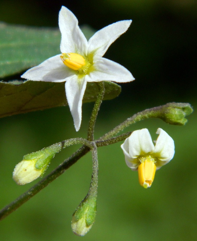 Image of Solanum nigrum specimen.