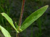 Epilobium parviflorum. Листья в средней части стебля (длина пластинок 6 см). Киев, берег Святошинского озера. 11 июля 2009 г.