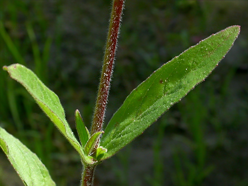 Изображение особи Epilobium parviflorum.