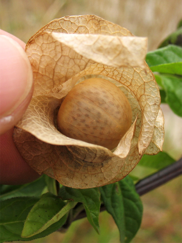 Изображение особи Nicandra physalodes.