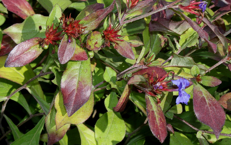 Image of Ceratostigma plumbaginoides specimen.