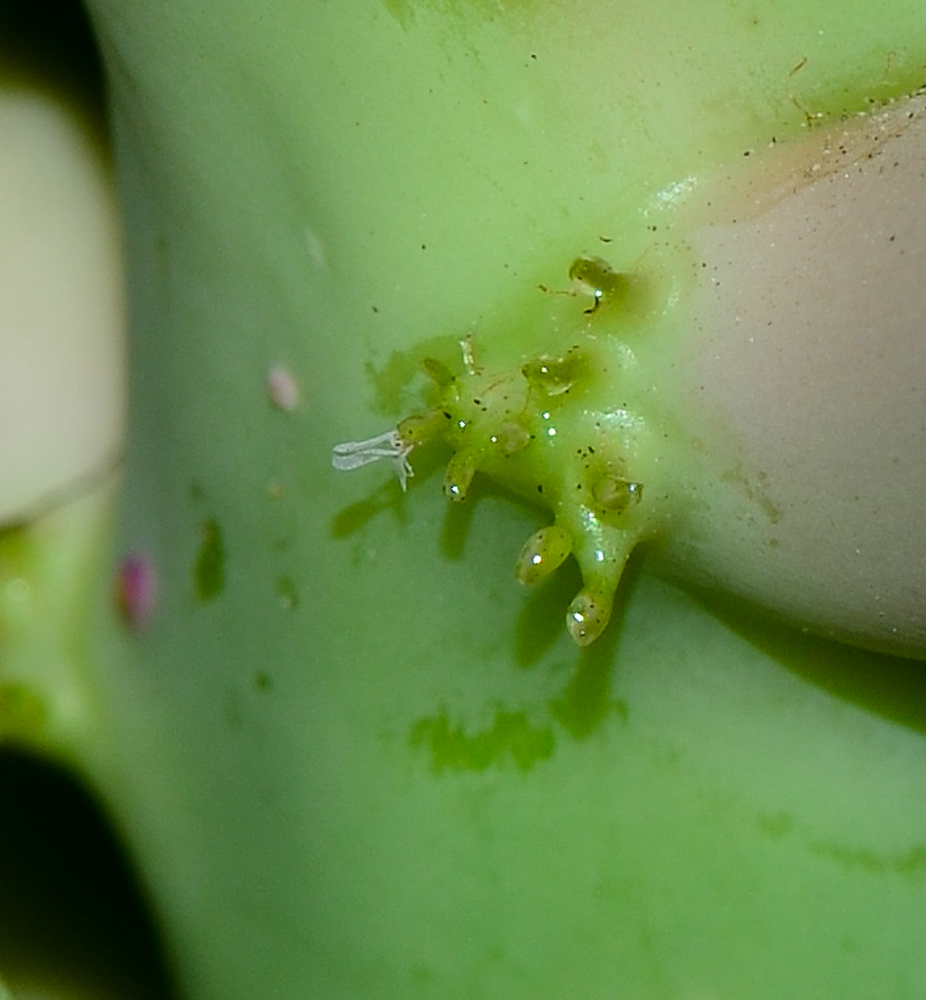 Image of Jatropha podagrica specimen.