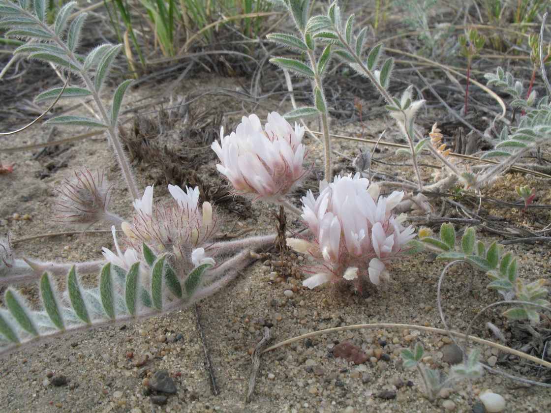 Image of Astragalus roseus specimen.