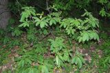 Rhododendron luteum