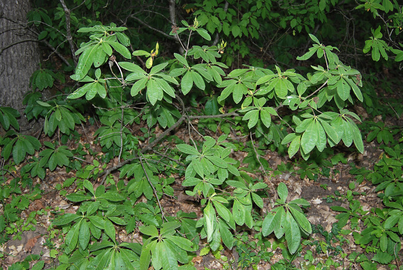 Изображение особи Rhododendron luteum.