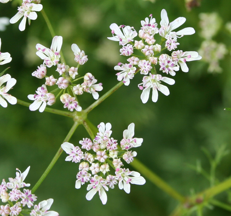 Image of Coriandrum sativum specimen.