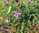 Astragalus subpolaris. Цветущее и плодоносящее растение. Кольский полуостров, Восточный Мурман, пос. Дальние Зеленцы. 04.08.2009.