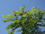Robinia viscosa. Верхушка цветущего дерева. Белгородская обл., пос. Борисовка. 01.07.2009.