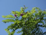 Robinia viscosa