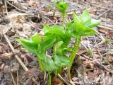 Trillium camschatcense. Растения в начале вегетации. Камчатский край, Елизовский р-н, окр. г. Петропавловска-Камчатского, каменнобёрезовый лес на склоне. 26.05.2008.