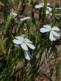 Dianthus ramosissimus