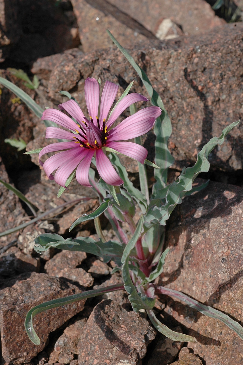 Изображение особи Tragopogon ruber.