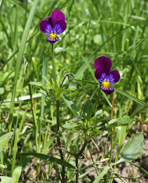 На какое растение похожа фиалка трехцветная. И мапея трёхцветная. Hystrichis Tricolor. Viola Tricolor Dr. Faust.