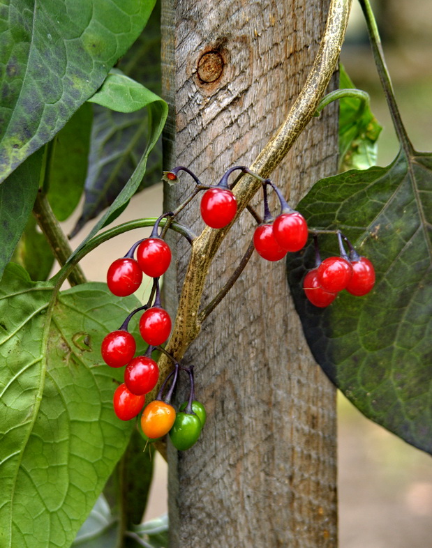 Изображение особи Solanum kitagawae.