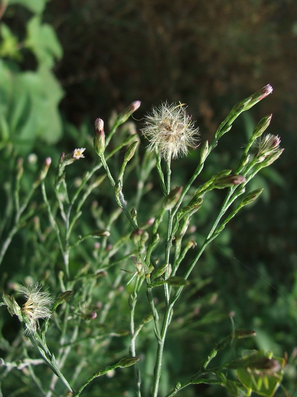 Image of Symphyotrichum subulatum var. squamatum specimen.