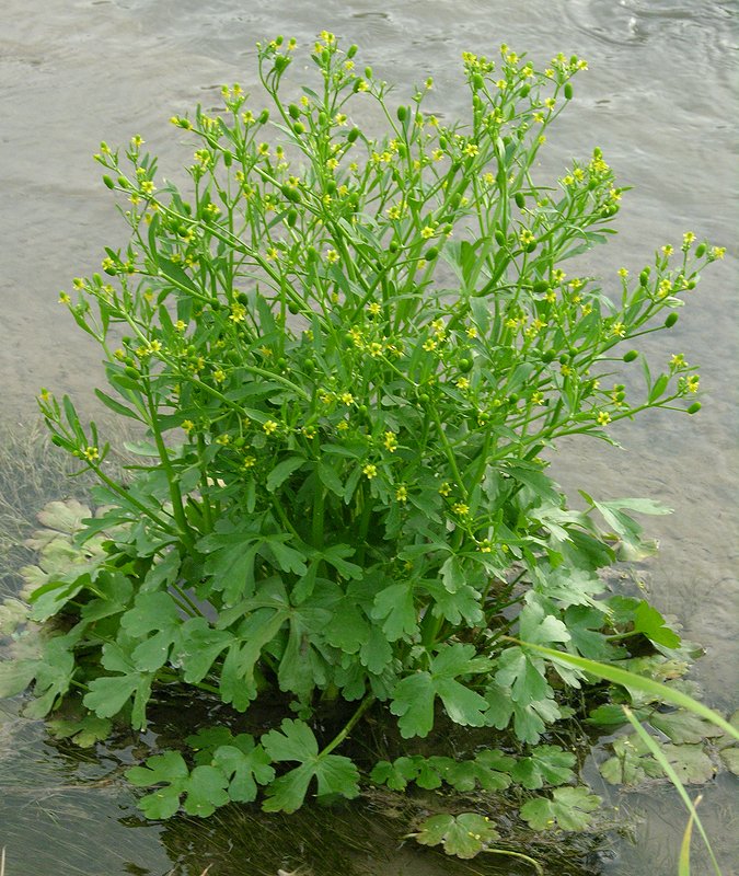 Изображение особи Ranunculus sceleratus.