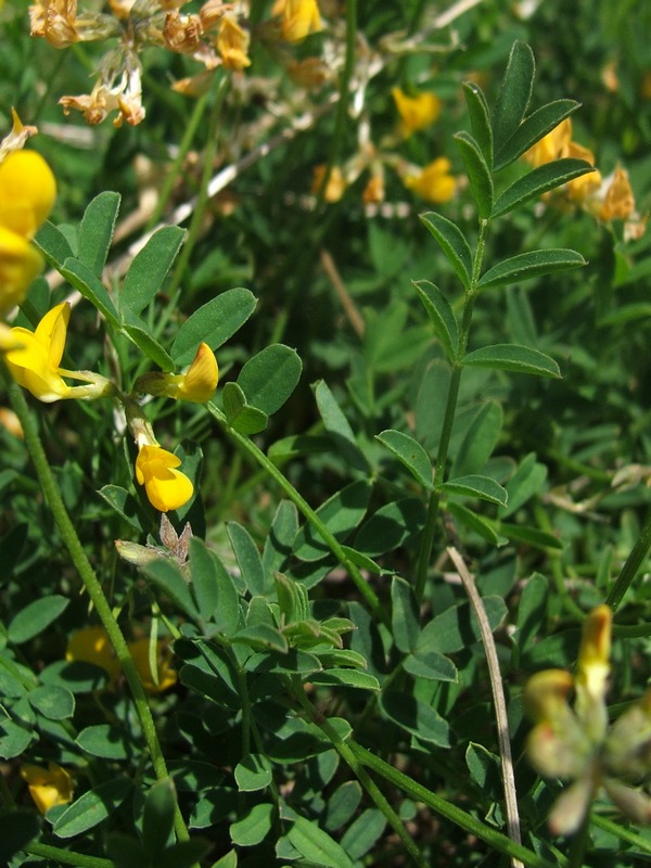 Image of Hippocrepis comosa specimen.