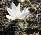 Crocus alatavicus