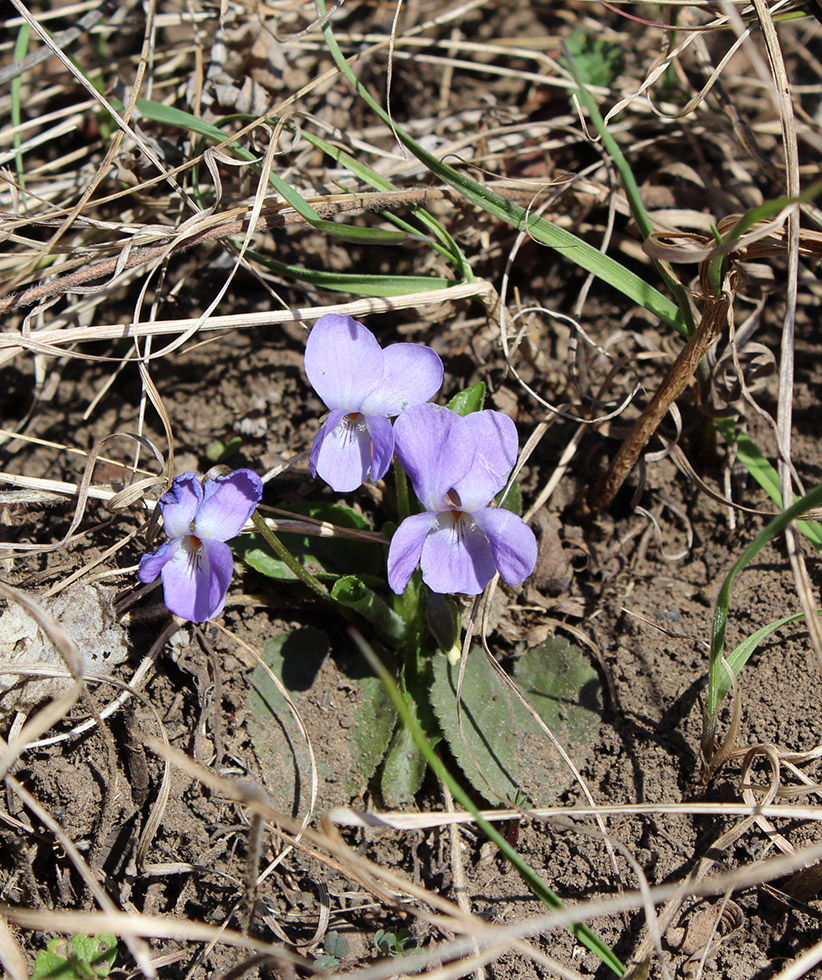 Изображение особи Viola ambigua.