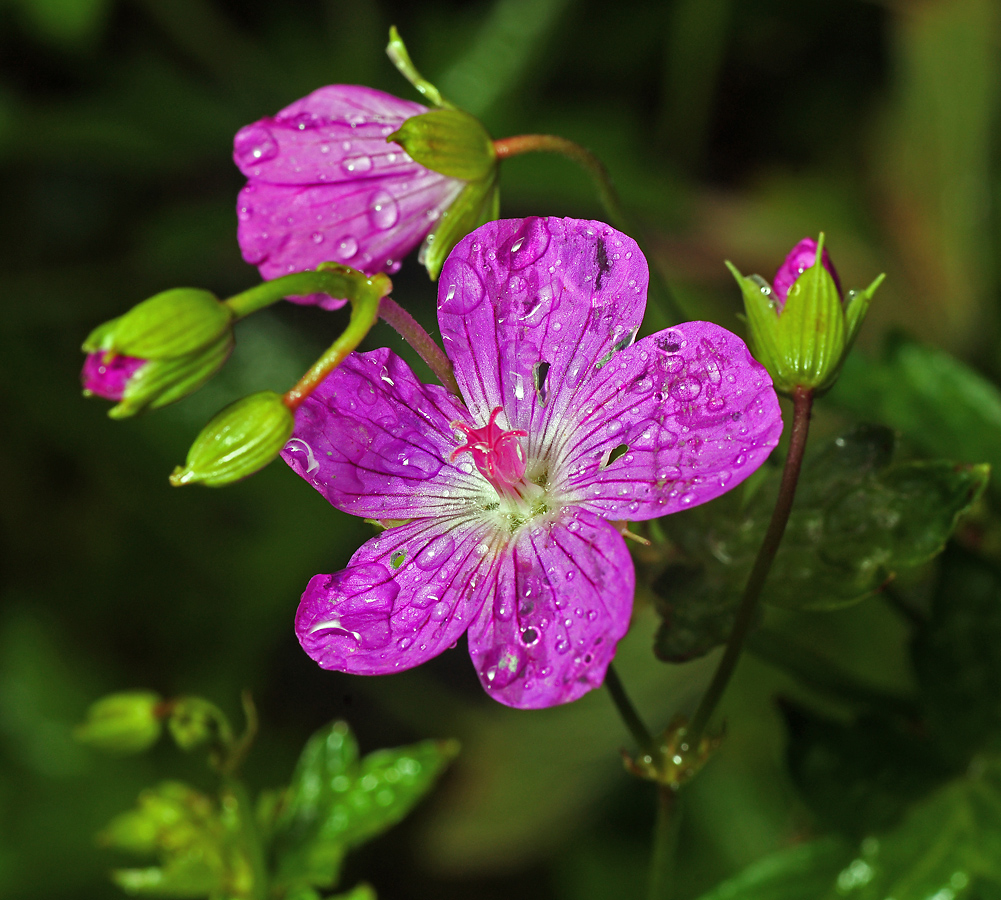 Image of Geranium palustre specimen.