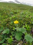 Parageum calthifolium