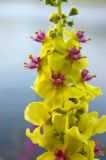 Verbascum nigrum. Цветки и бутоны. Южный Урал, река Уфа, берег. 10 августа 2014 г.