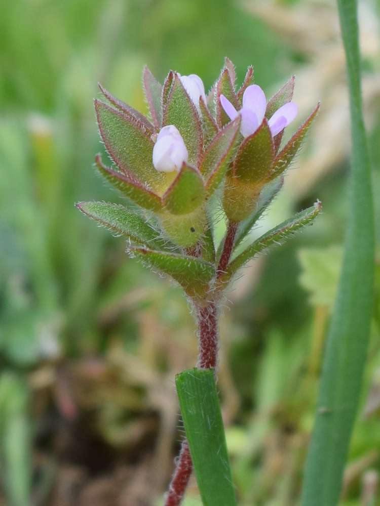 Image of Androsace maxima specimen.